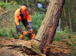 Professional Tree Care  in Eustace, TX