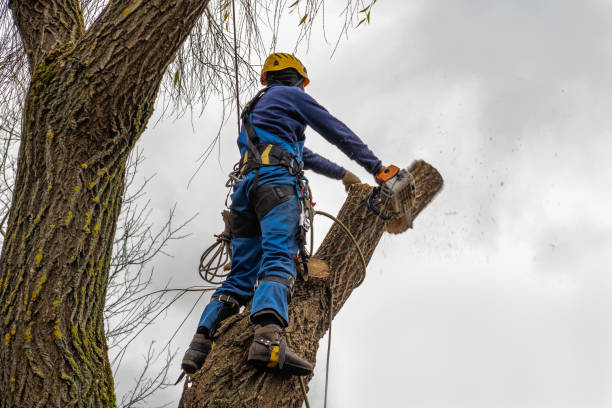 How Our Tree Care Process Works  in  Eustace, TX