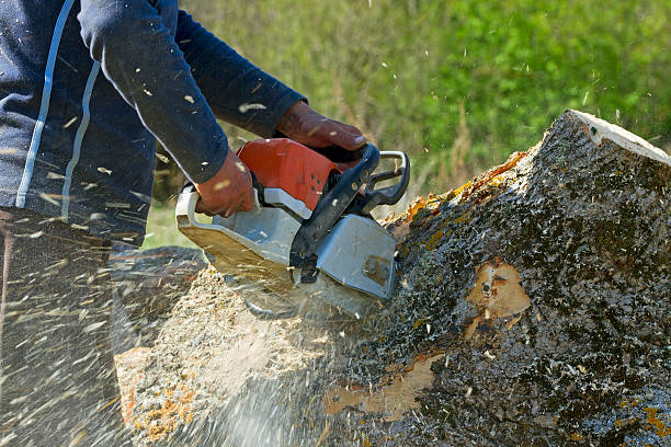 Seasonal Cleanup (Spring/Fall) in Eustace, TX