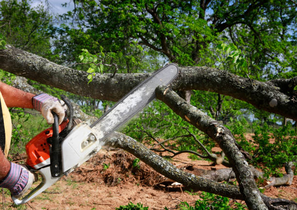 Best Fruit Tree Pruning  in Eustace, TX